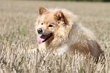 CHIEN FINNOIS DE LAPONIE 702